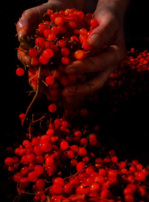 Bünyan Highbush Cranberry
